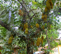 Image of jackfruit