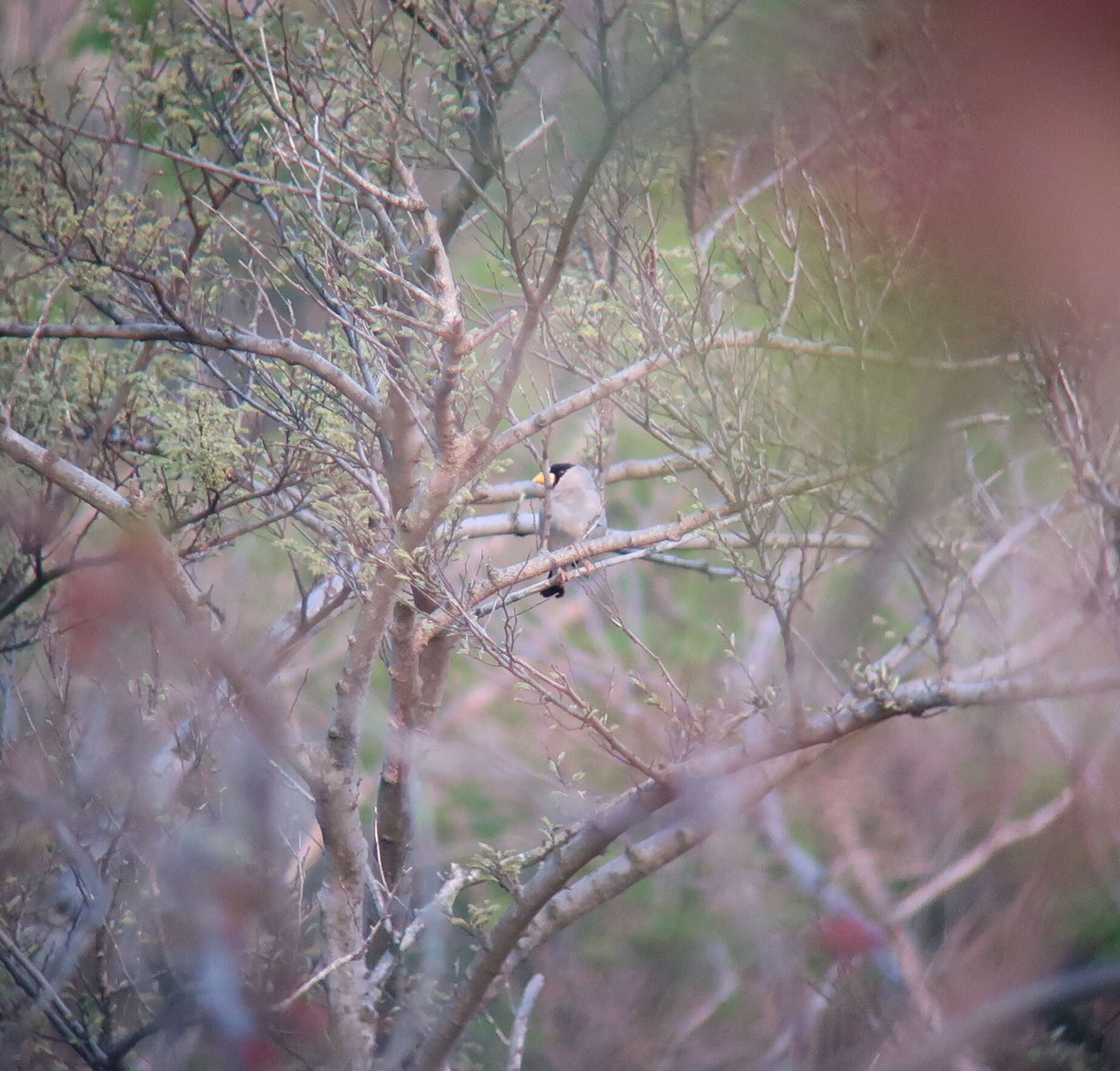 Image of Japanese Grosbeak