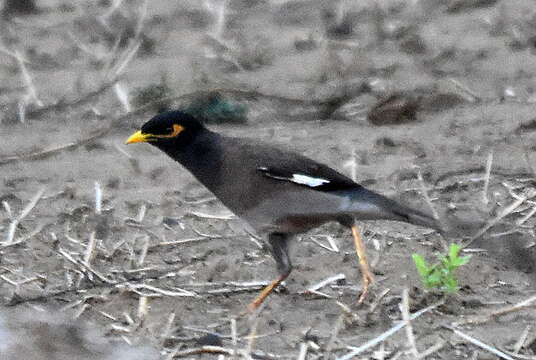 Image of Acridotheres tristis tristis (Linnaeus 1766)