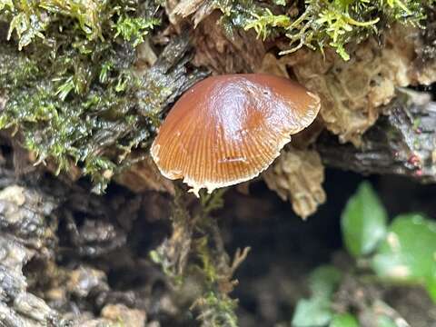 Image of Deconica crobula (Fr.) Romagn. 1937