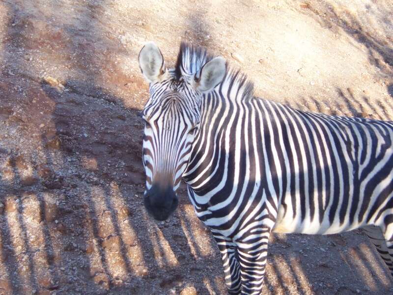 Image of Hartmann's Mountain Zebra