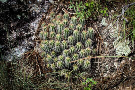 Image of Echinocereus salm-dyckianus Scheer