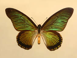 Image of Giant Blue Swallowtail