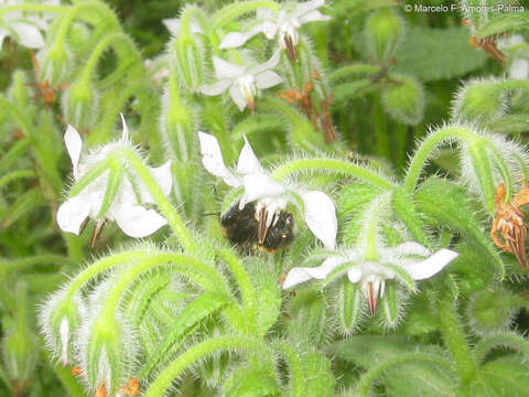 Image of Bombus robustus Smith 1854