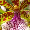 Imagem de Zygopetalum crinitum G. Lodd.