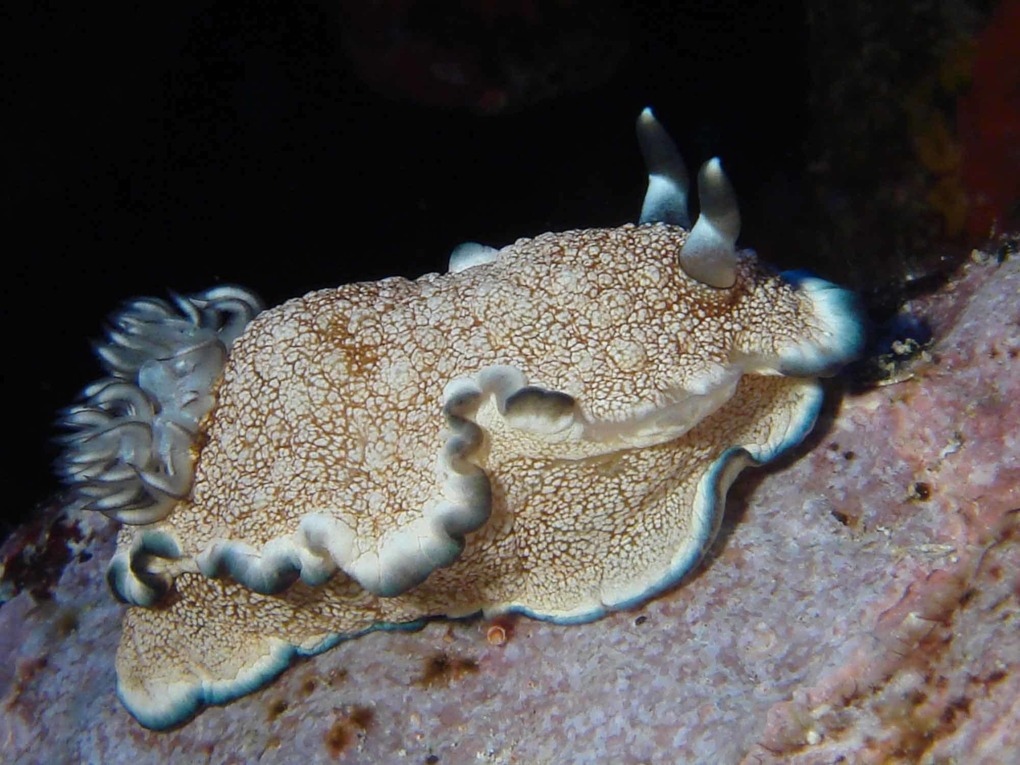 Image of Ardeadoris pullata (Rudman 1995)