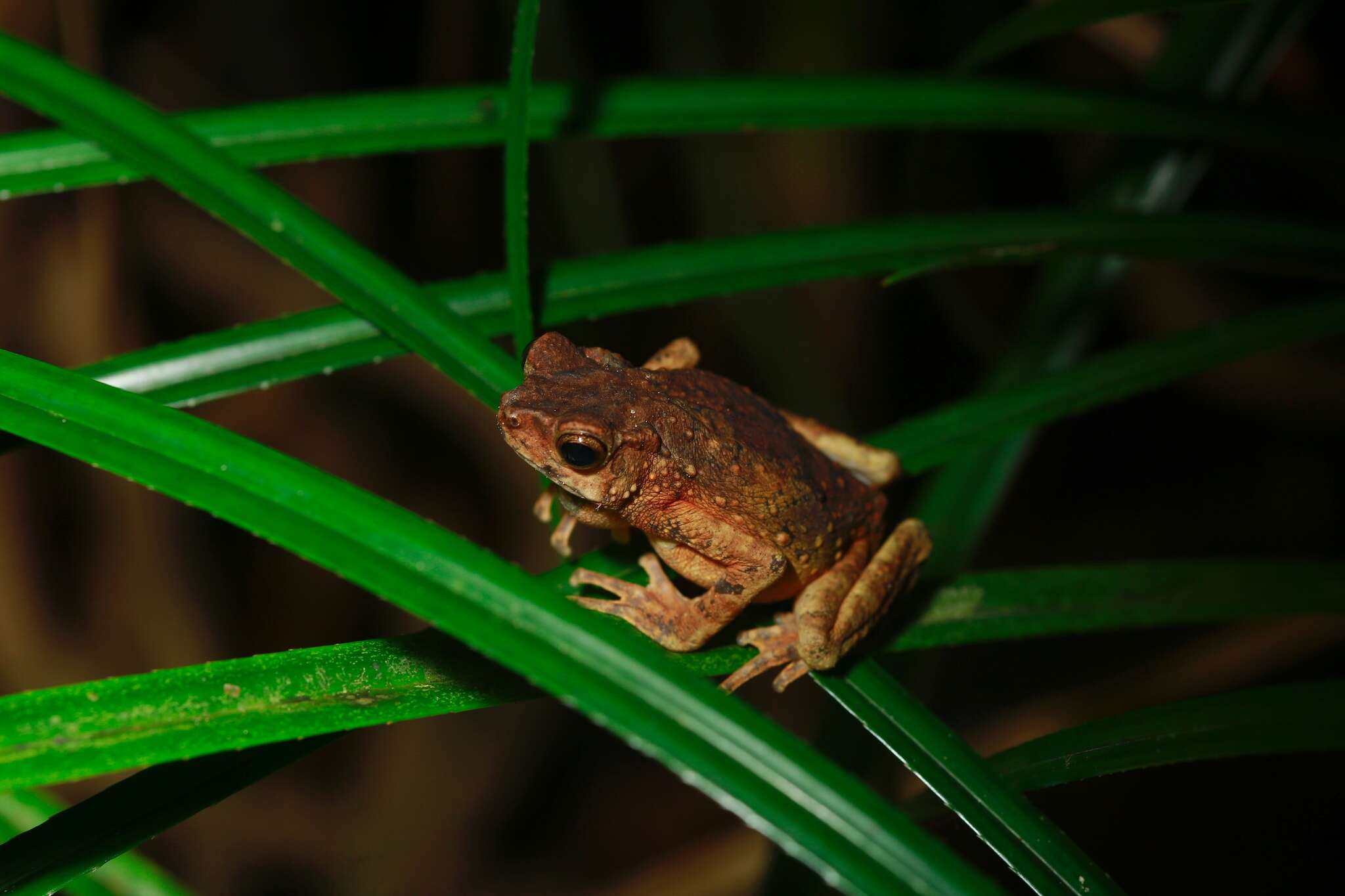 Image of Boulenger's Asian tree toad