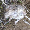 Image of Great Basin pocket mouse