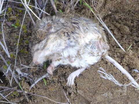 Image of Great Basin pocket mouse
