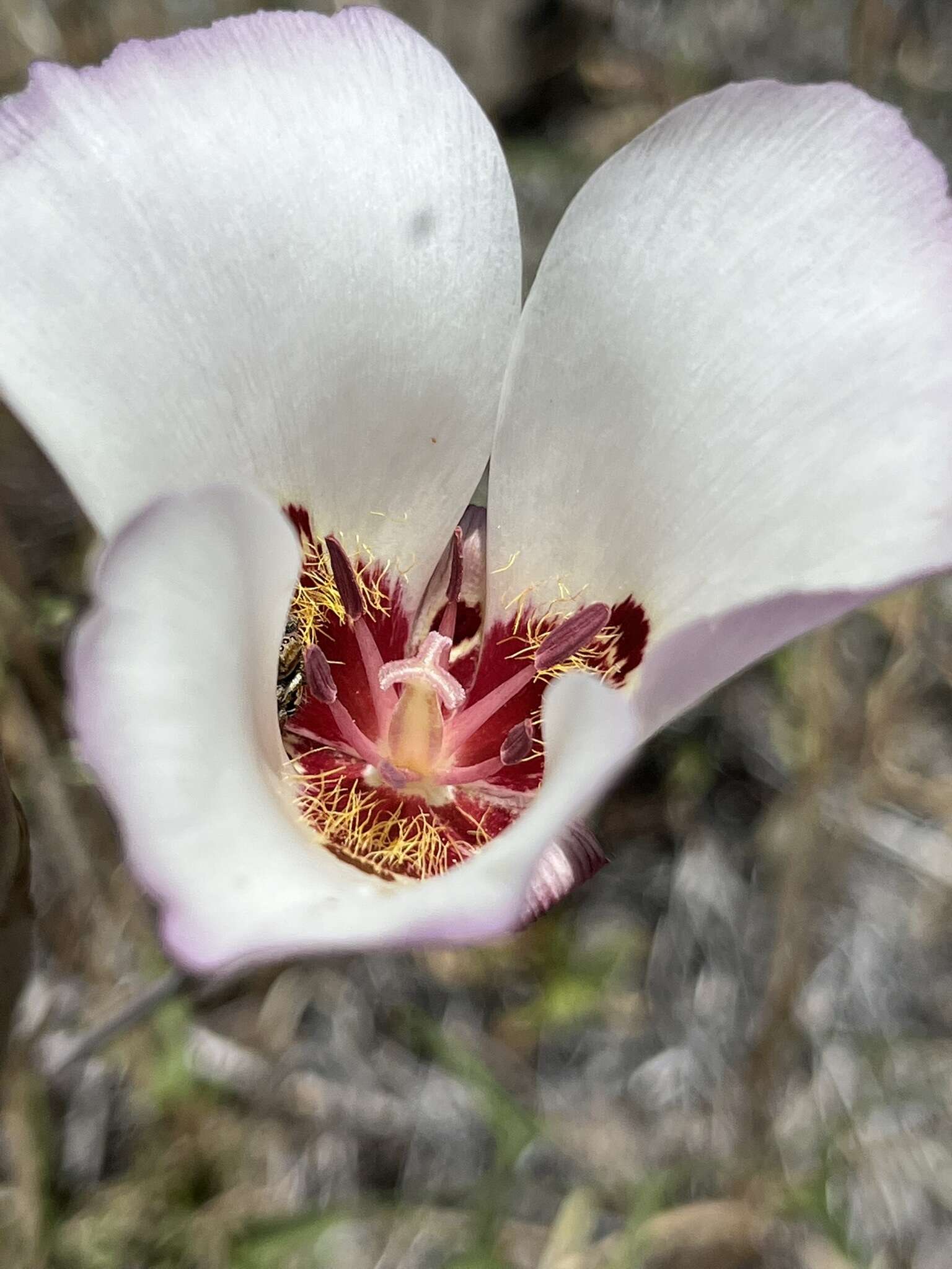 Calochortus simulans (Hoover) Munz resmi