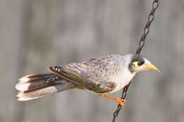 Image of Noisy Miner