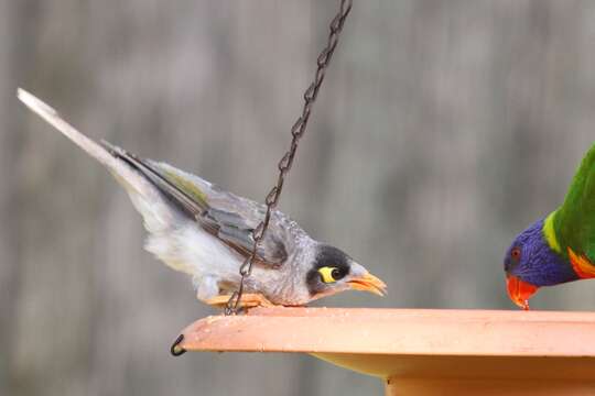 Image of Noisy Miner