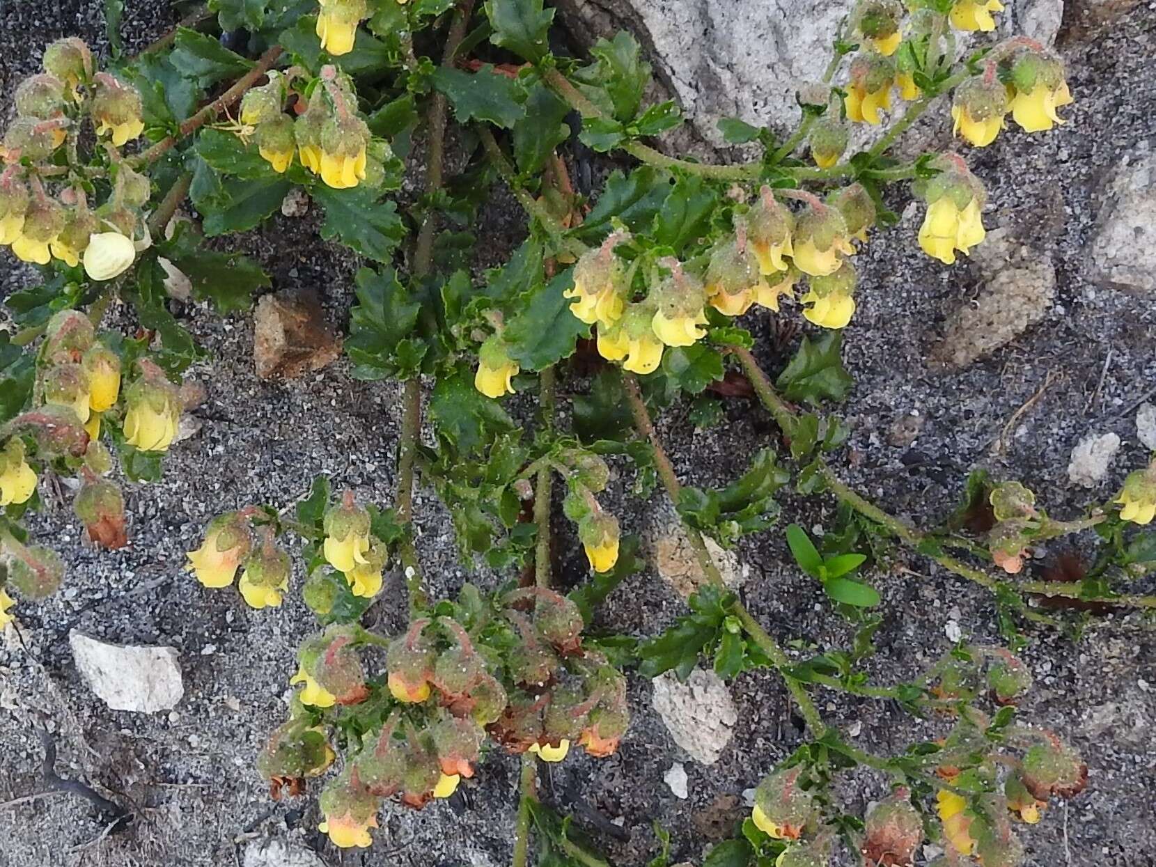 Plancia ëd Hermannia grossularifolia L.