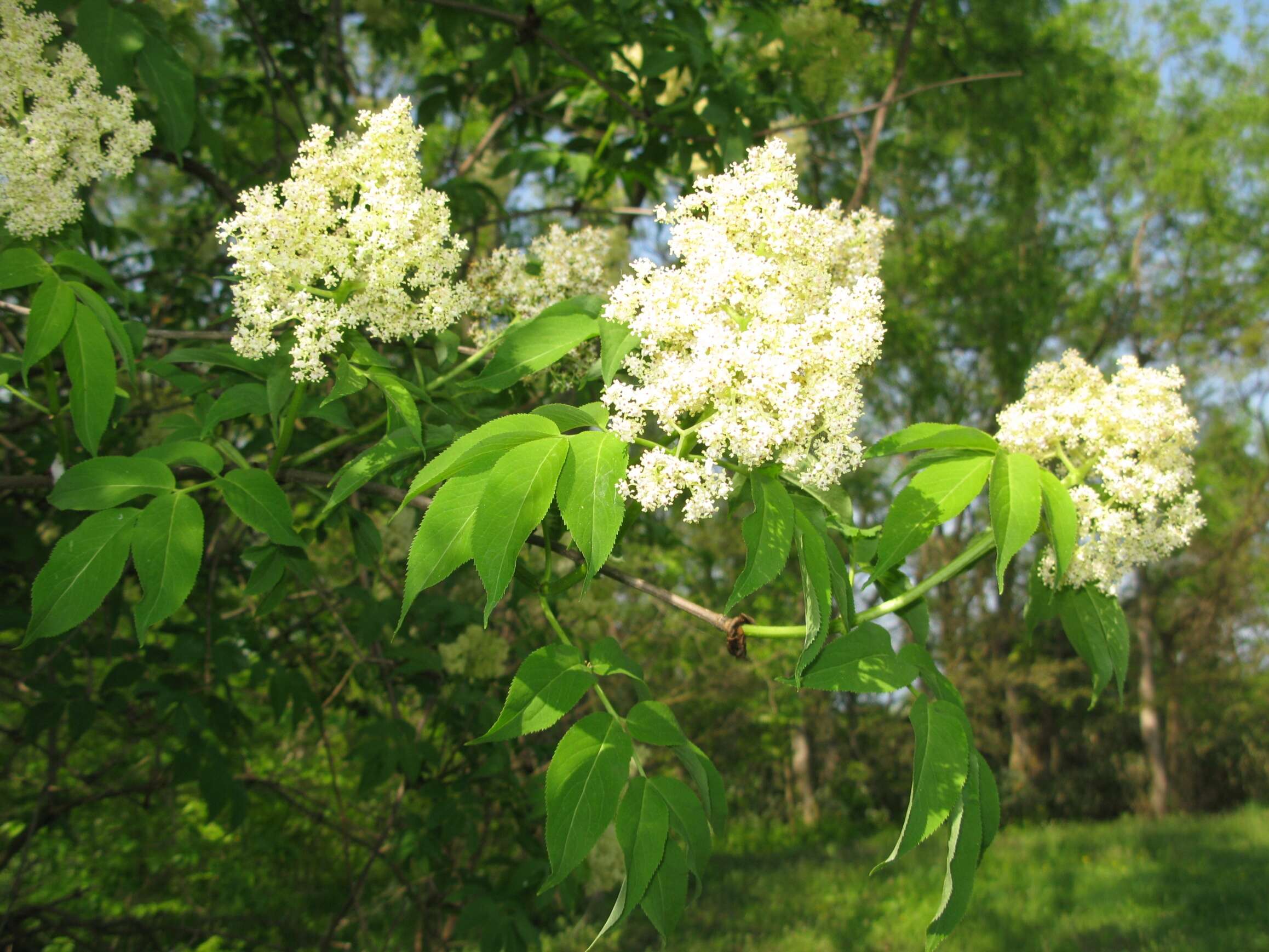 Imagem de Sambucus racemosa subsp. sieboldiana (Bl. ex Miq.) Hara