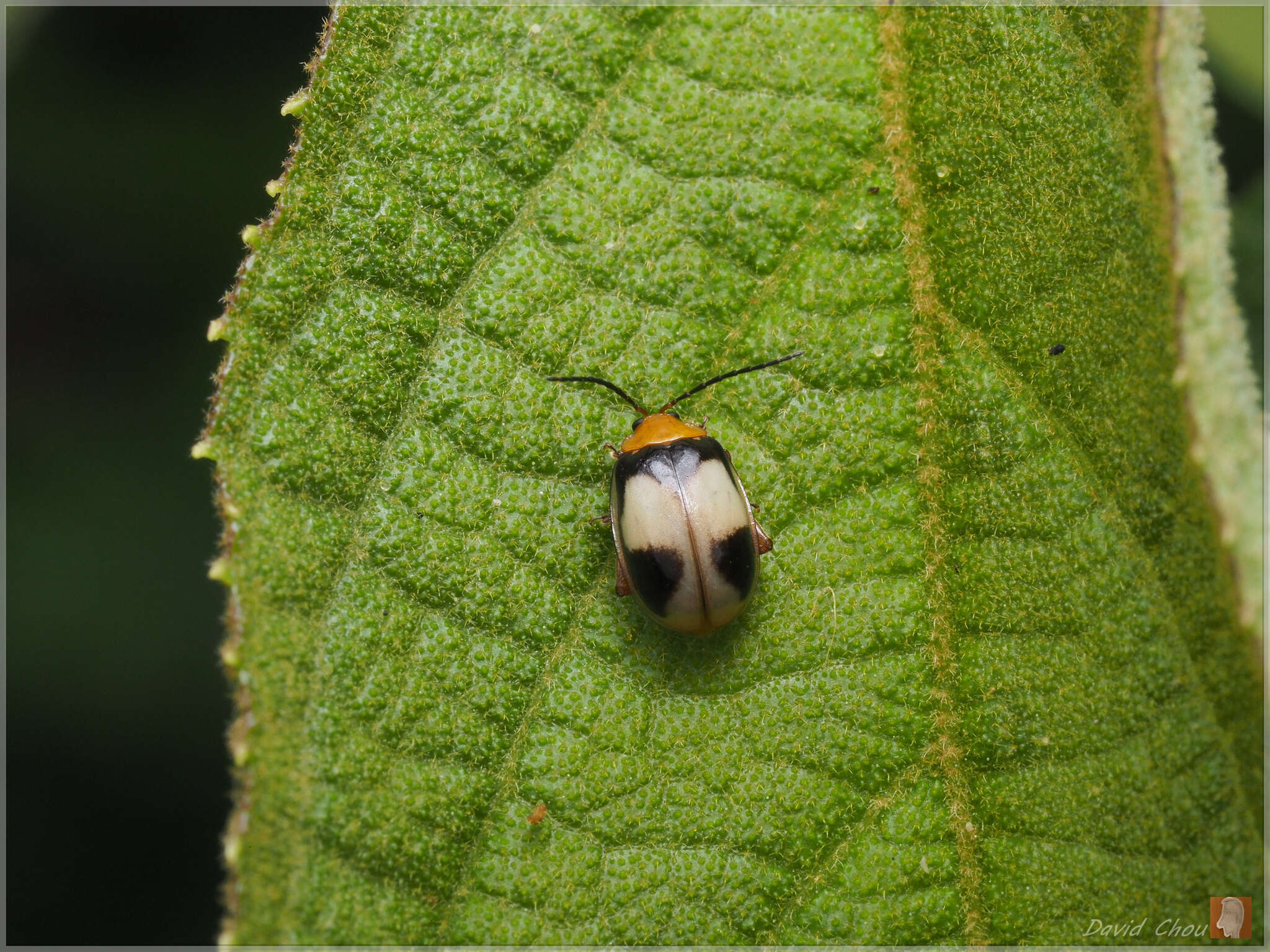 Image of <i>Hemipyxis balyi</i>