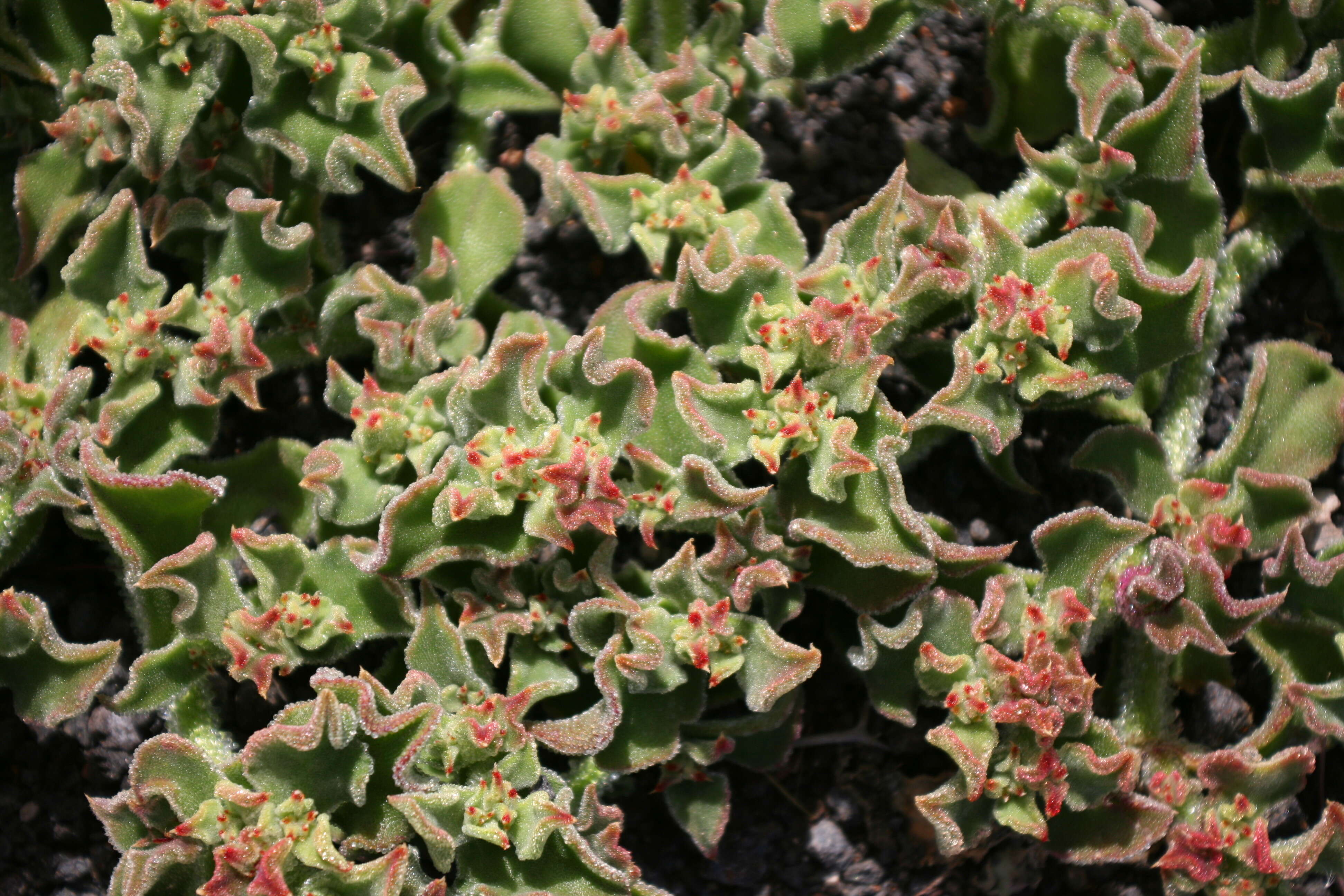 Image of common iceplant