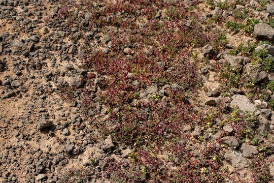 Image of slenderleaf iceplant