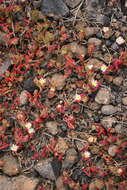 Image of slenderleaf iceplant