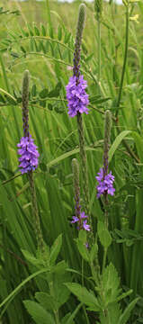 Image of hoary verbena