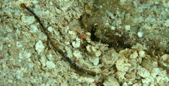 Image of White-nose Pipefish