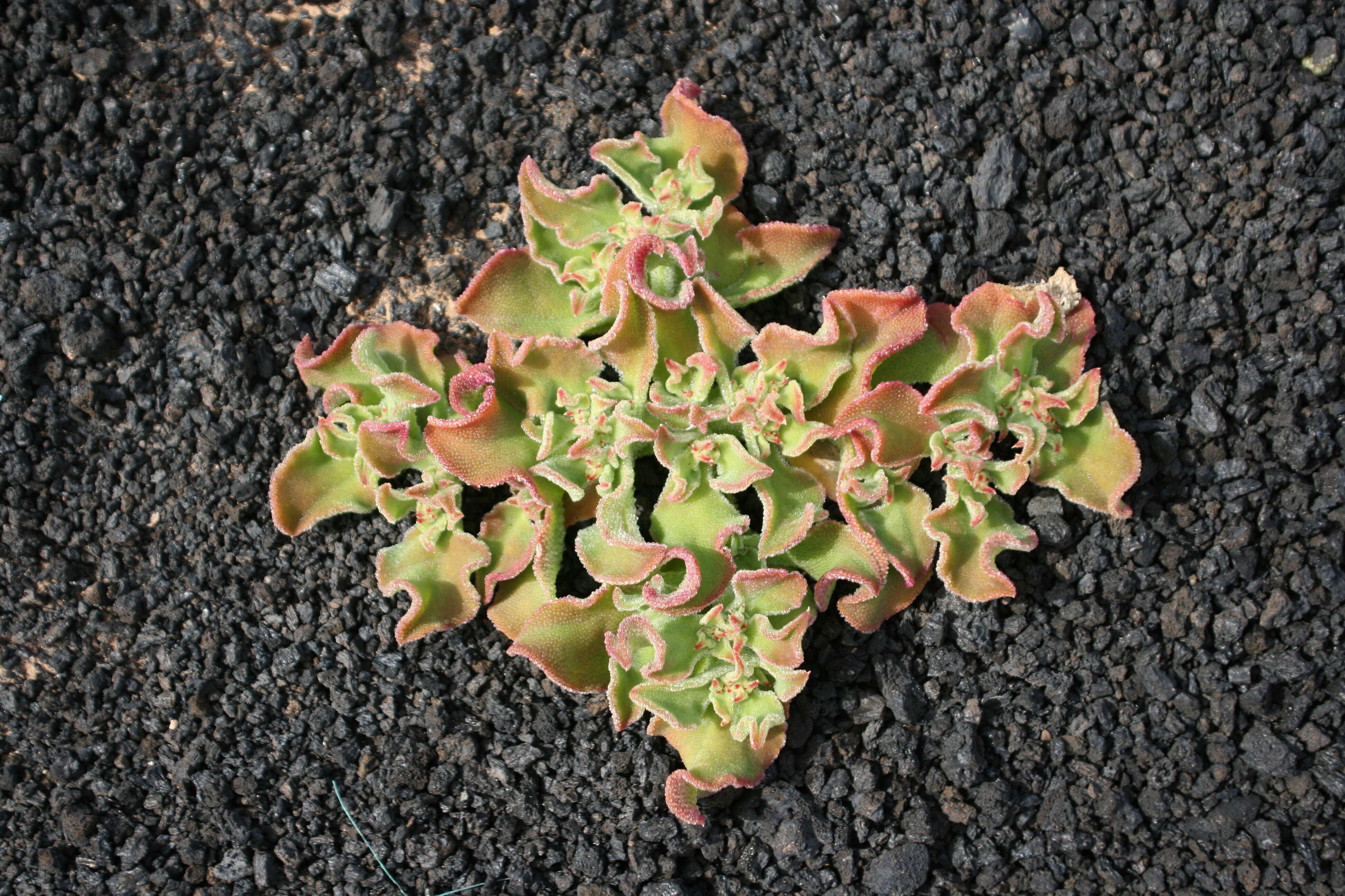 Image of common iceplant