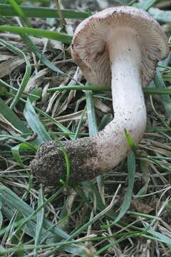 Image of Inosperma vinaceobrunneum