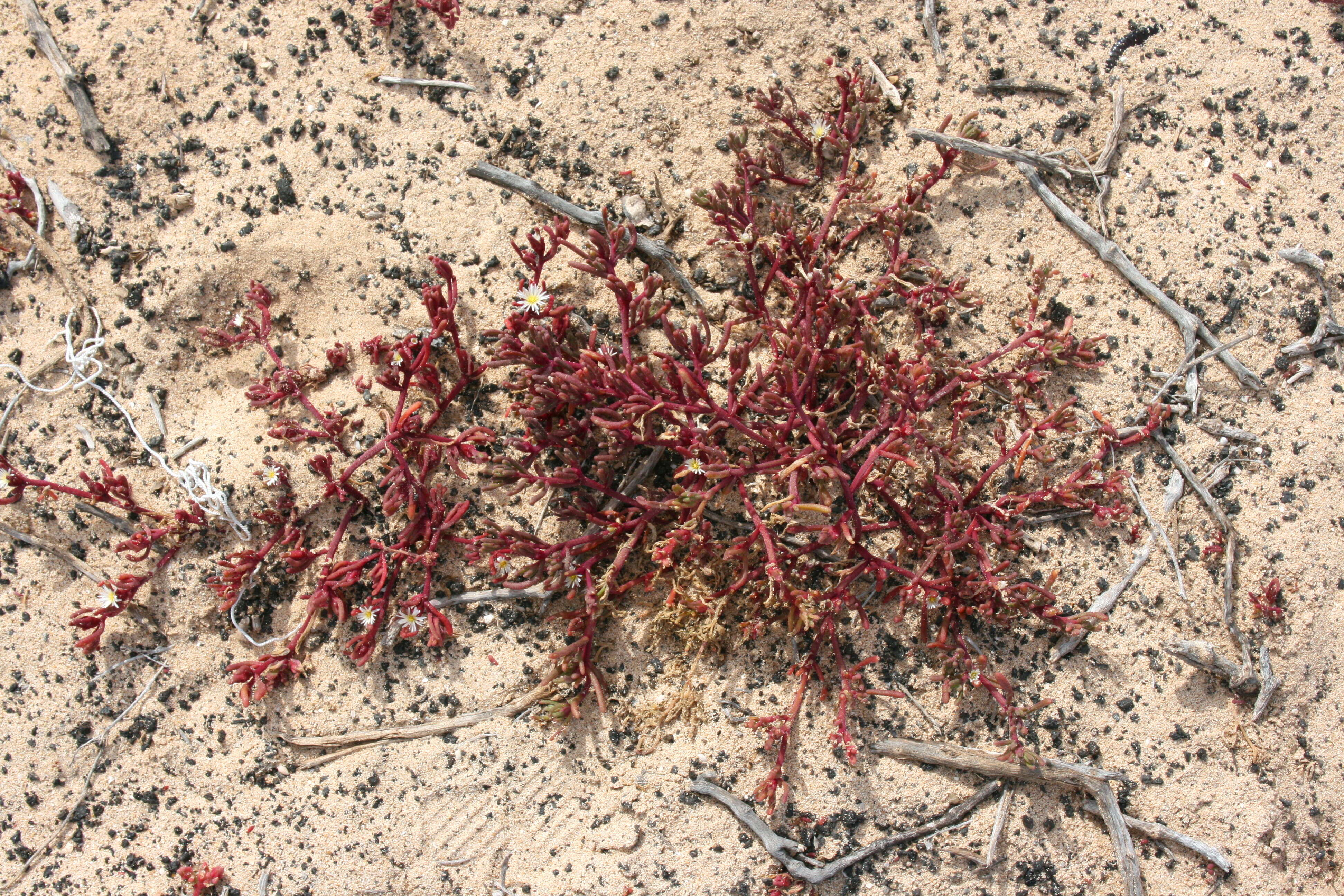 Mesembryanthemum nodiflorum L.的圖片