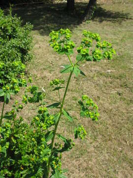 Image of Euphorbia pekinensis Rupr.