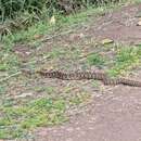 Bothrops alternatus A. M. C. Duméril, Bibron & A. H. A. Duméril 1854的圖片