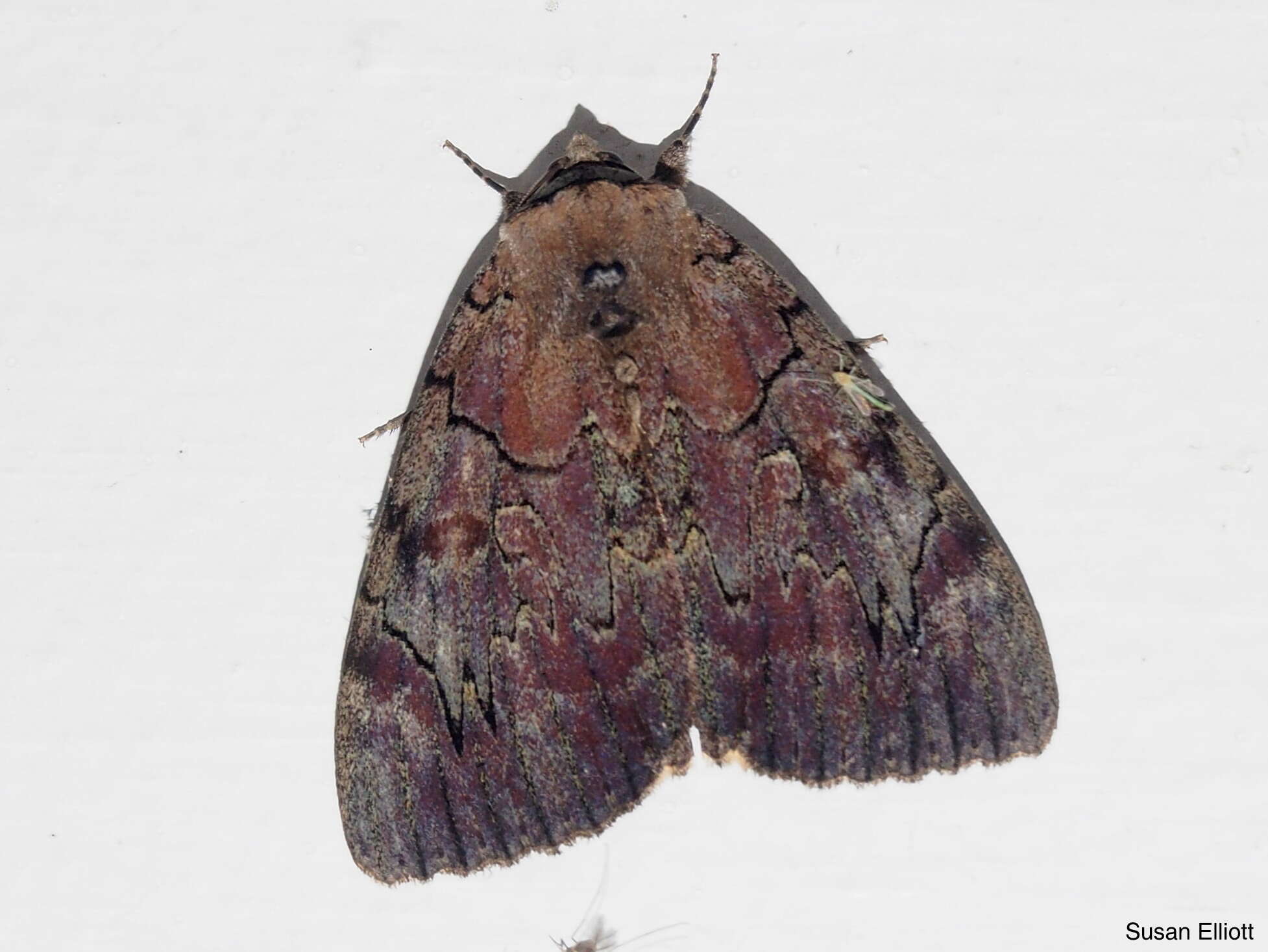 Image of Darling Underwing