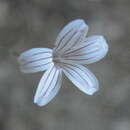 Image of Petrorhagia grandiflora G. Iatroú