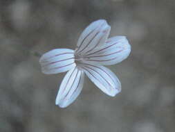 Image of Petrorhagia grandiflora G. Iatroú