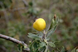 Image of Crataegus orientalis subsp. pojarkovae (Kossych) J. I. Byatt