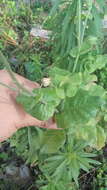 Image of Fiddle-Leaf Tobacco