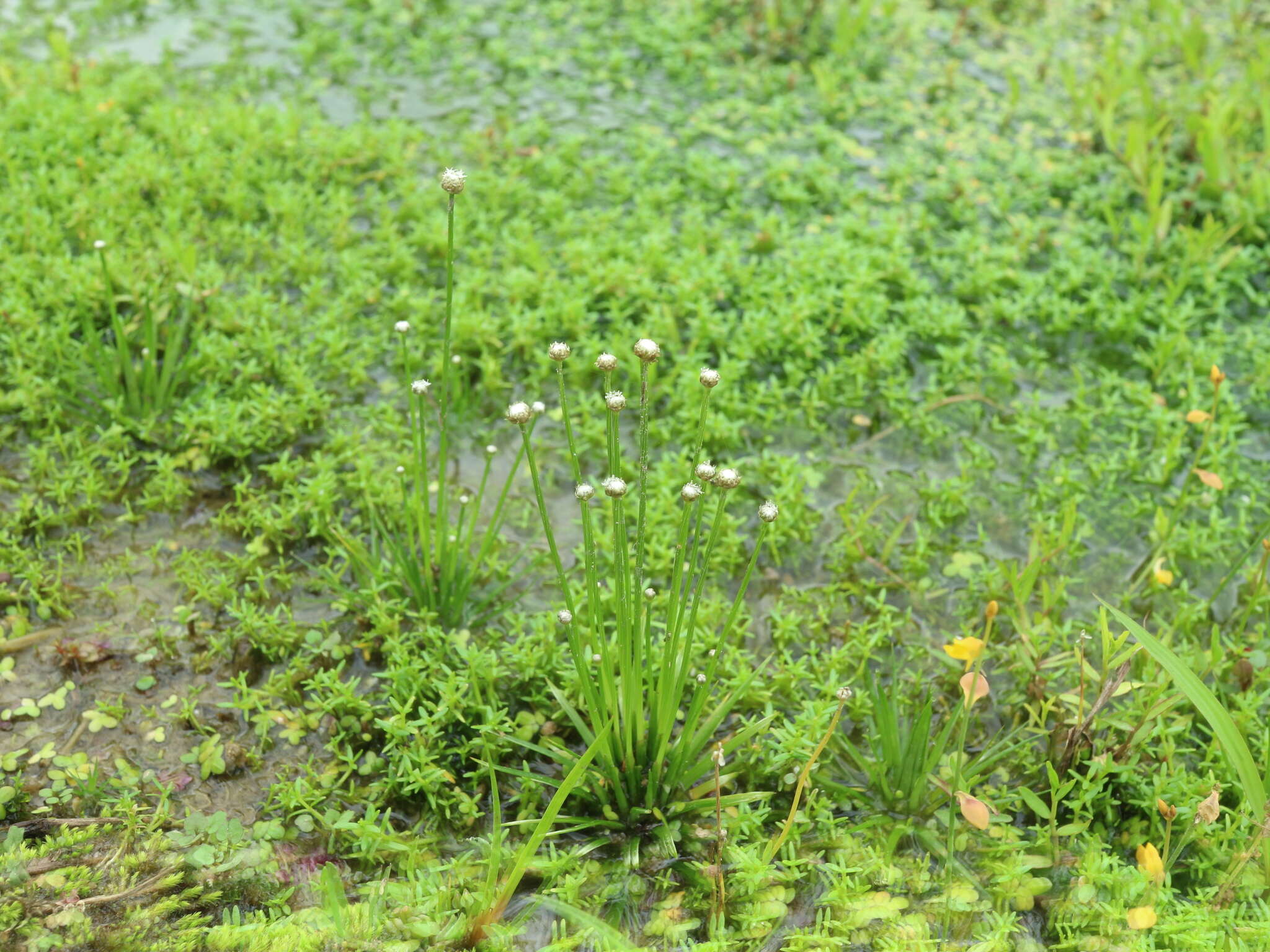 Sivun Eriocaulon cinereum R. Br. kuva