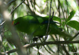 Image of Red-crowned Parakeet