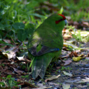 Image of Red-crowned Parakeet