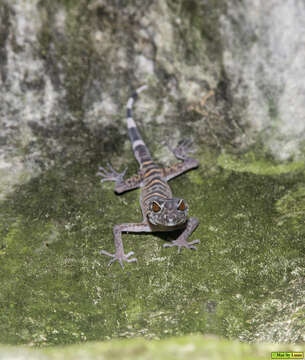 Plancia ëd Goniurosaurus catbaensis Ziegler, Truong, Schmitz, Stenke & Rösler 2008