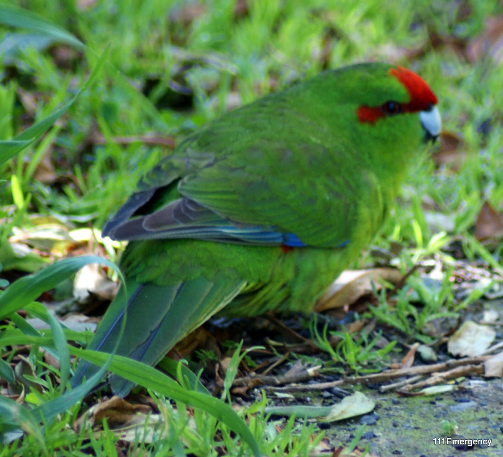 Image of Red-crowned Parakeet