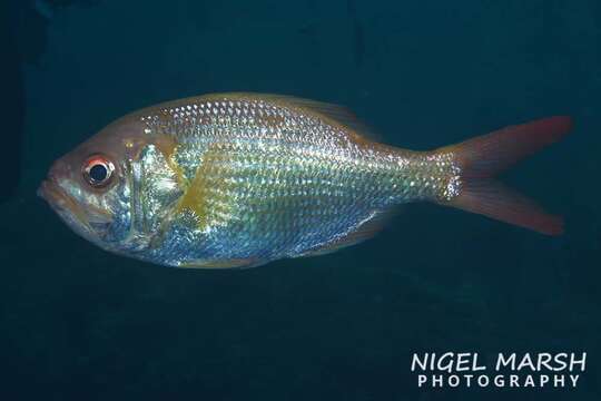 Image of Eastern nannygai