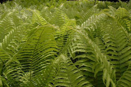 Image of Marsh Fern