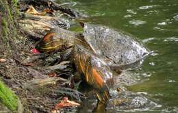 Image of Trachemys callirostris callirostris (Gray 1855)