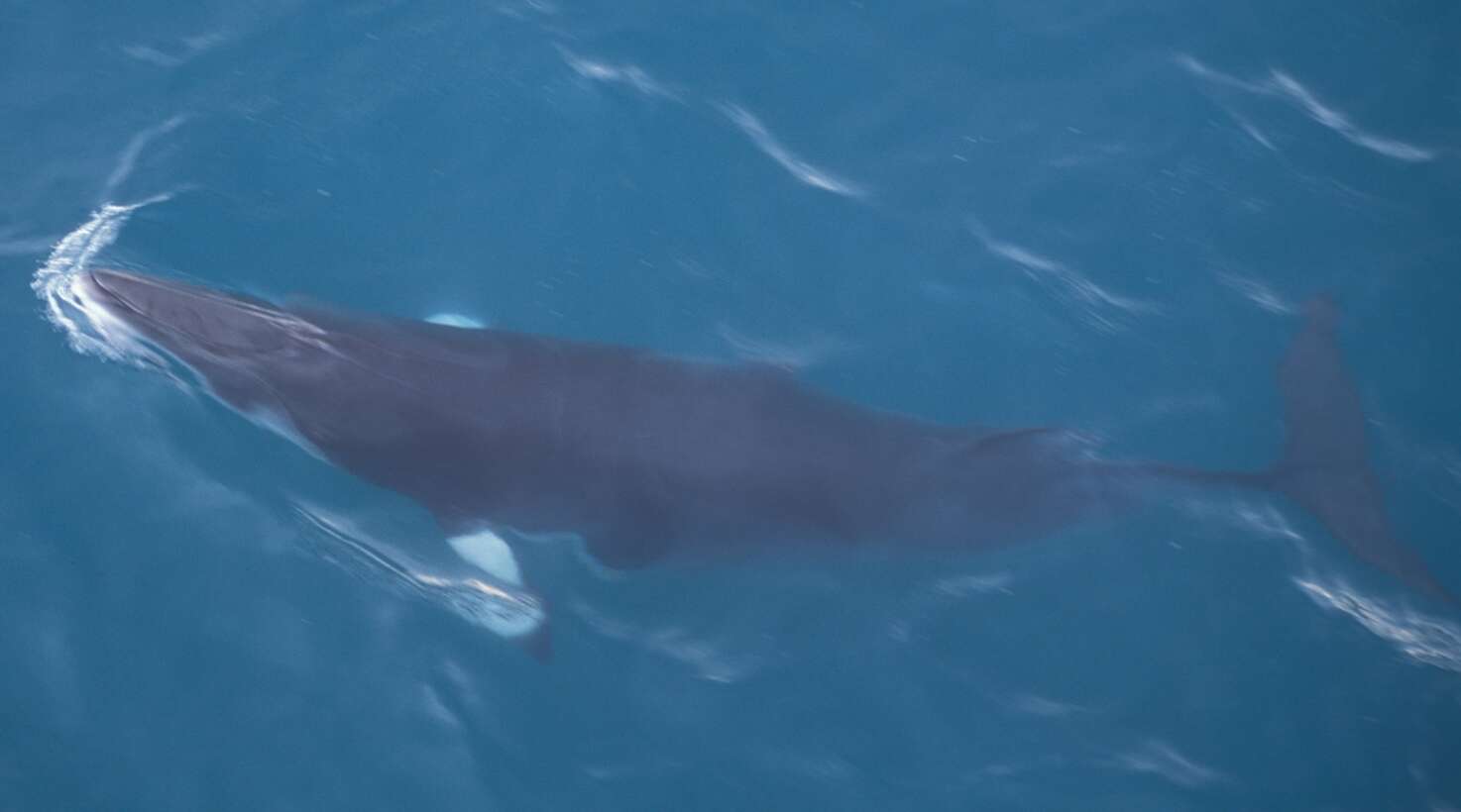 Image of Common Minke Whale