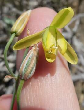 Image of Albuca kirstenii (J. C. Manning & Goldblatt) J. C. Manning & Goldblatt