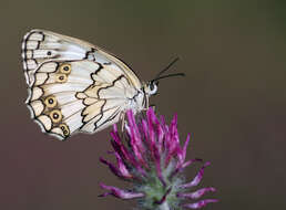 Imagem de Melanargia titea Klug 1832