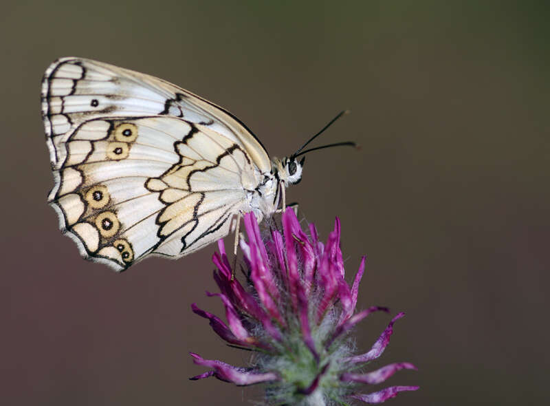 Imagem de Melanargia titea Klug 1832