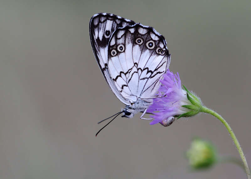 Image of Levantine Marbled White