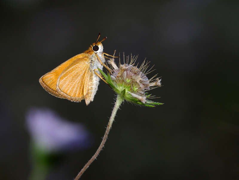 Image of lulworth skipper