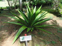 Image of moundlily yucca