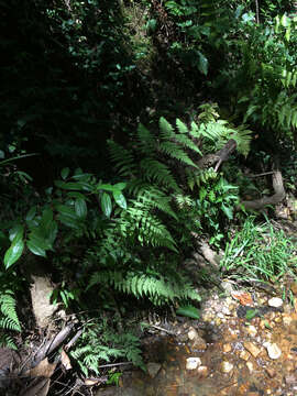 Image of swordfern